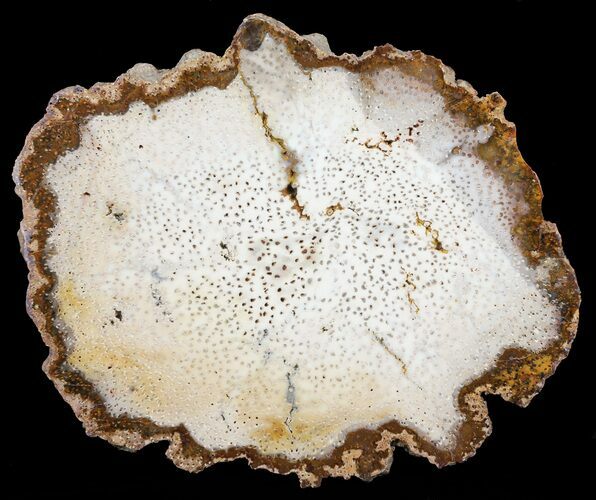 Petrified Palmwood (Palmoxylon) Slab - Louisiana #60936